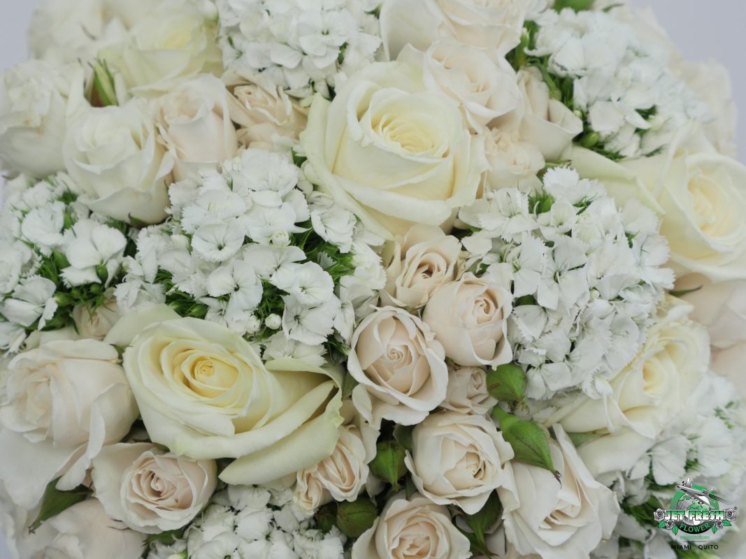 Jet Fresh Flower Distributors
