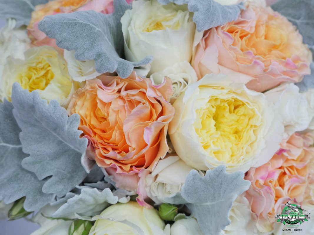 Jet Fresh Flower Distributors