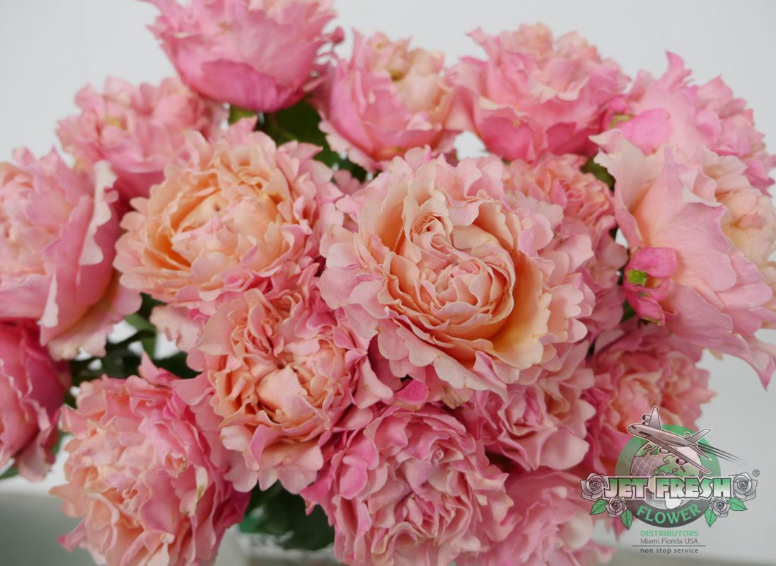 Jet Fresh Flower Distributors