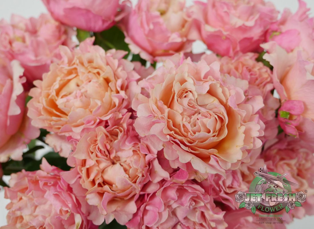 Jet Fresh Flower Distributors