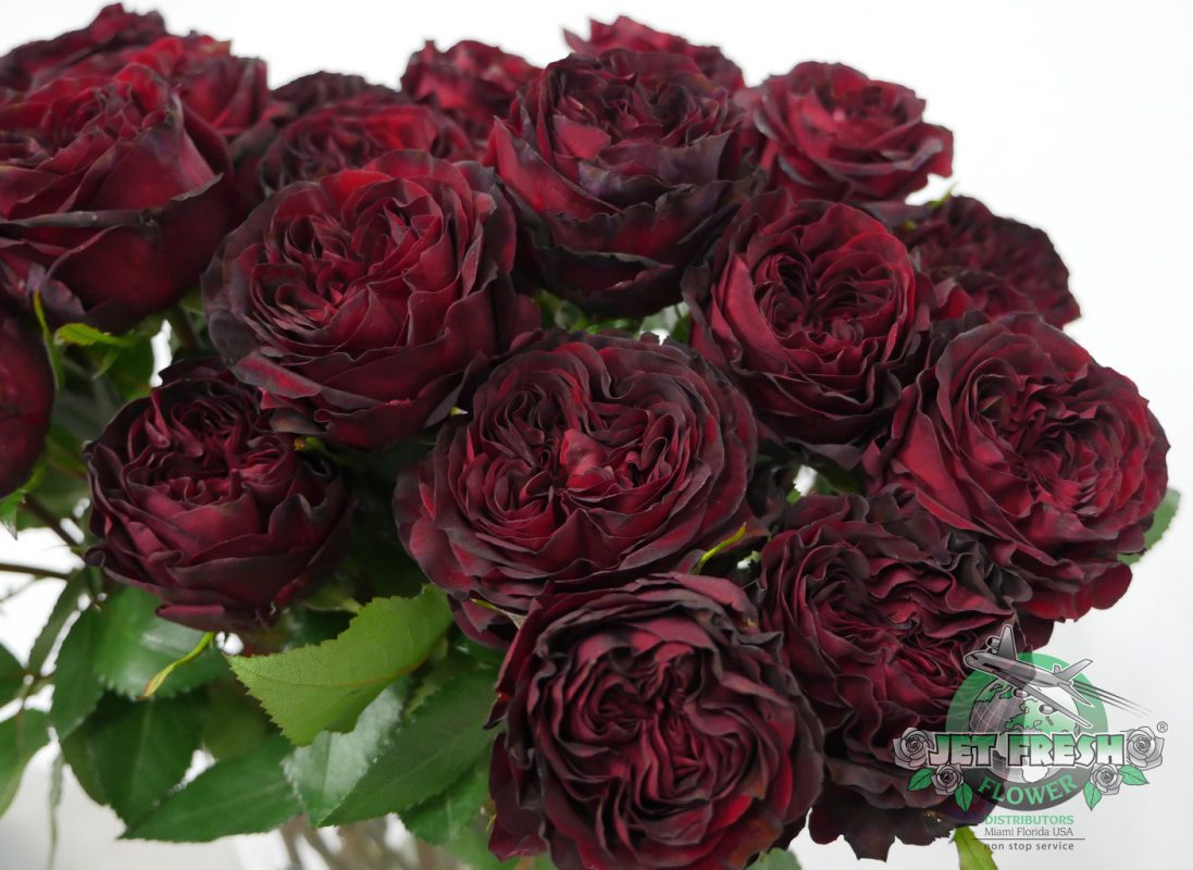 Jet Fresh Flower Distributors