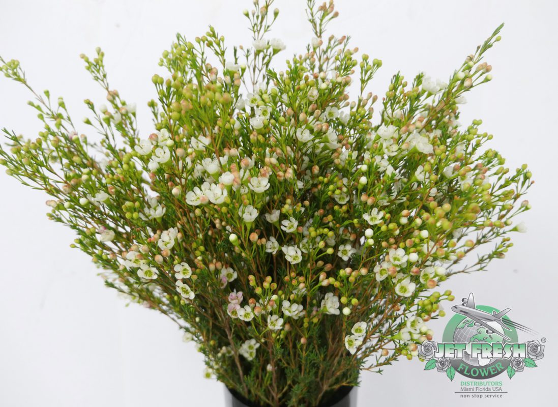 Jet Fresh Flower Distributors