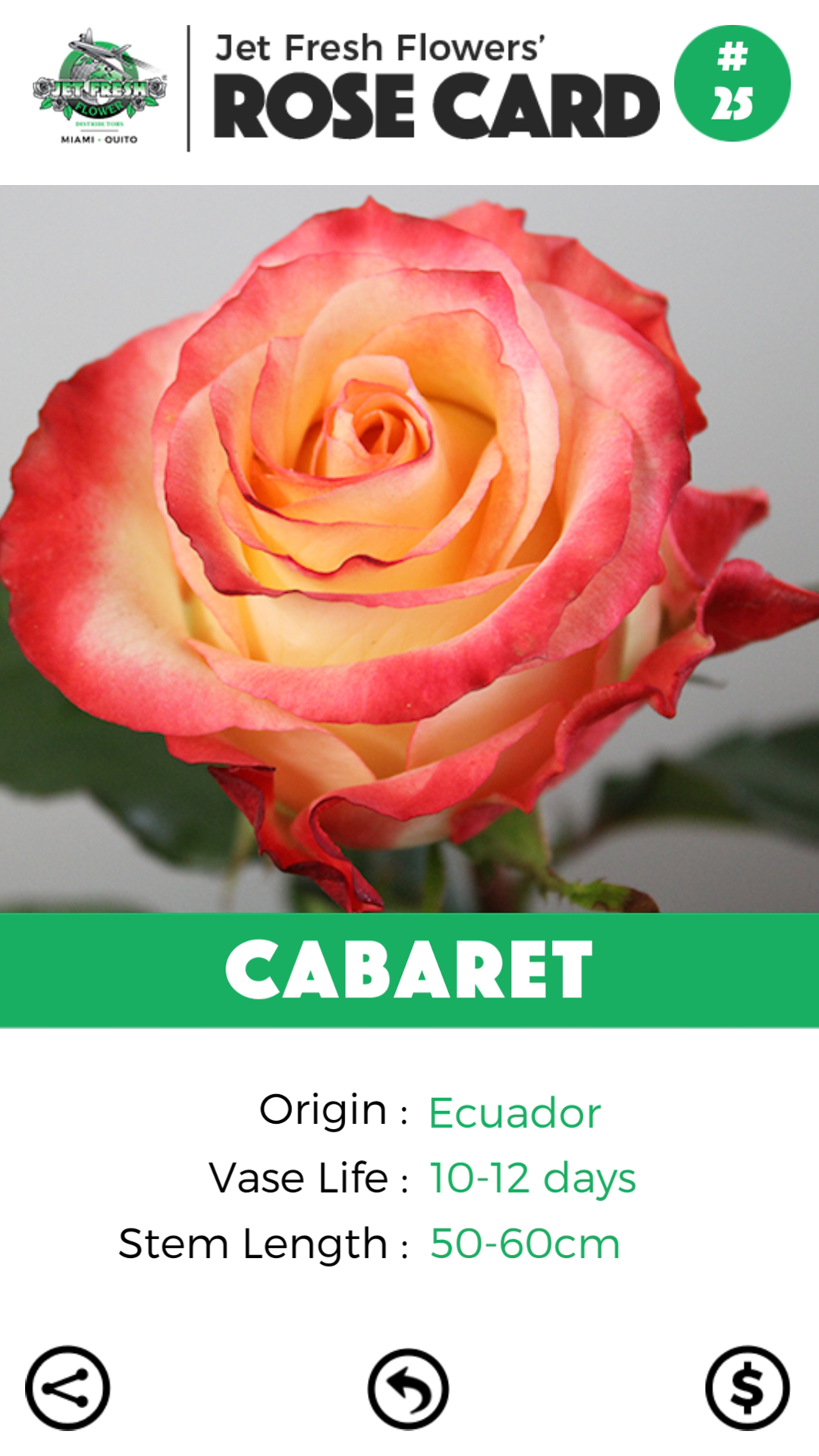 Cabaret rose card - Jet Fresh Flower Distributors