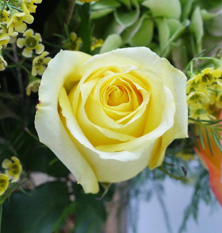 Jet Fresh Flower Distributors