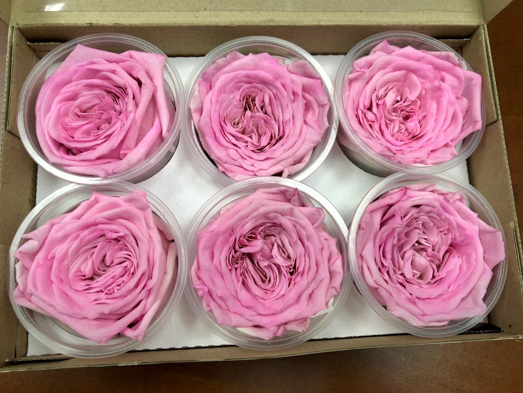 Jet Fresh Flower Distributors