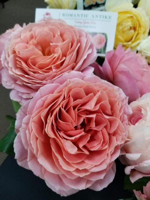 Jet Fresh Flower Distributors