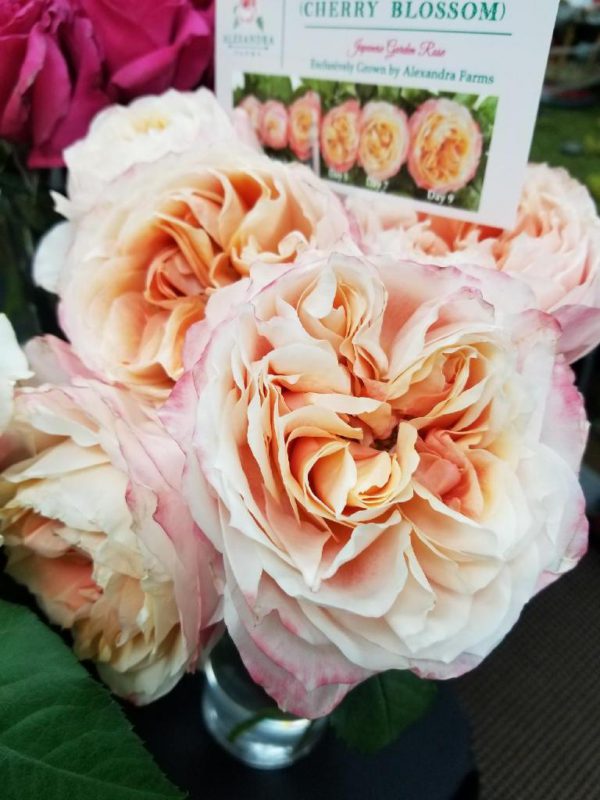 Jet Fresh Flower Distributors
