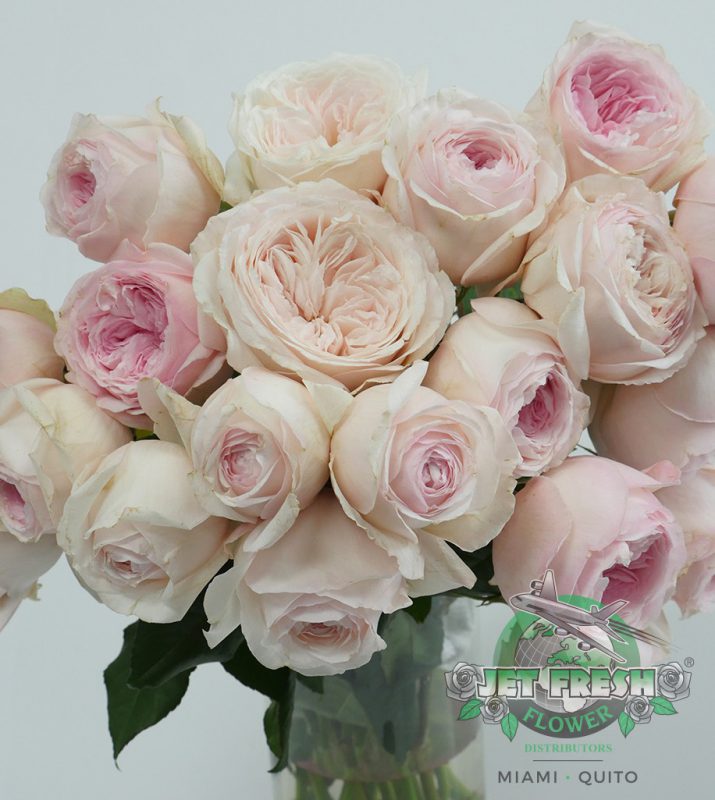 Jet Fresh Flower Distributors