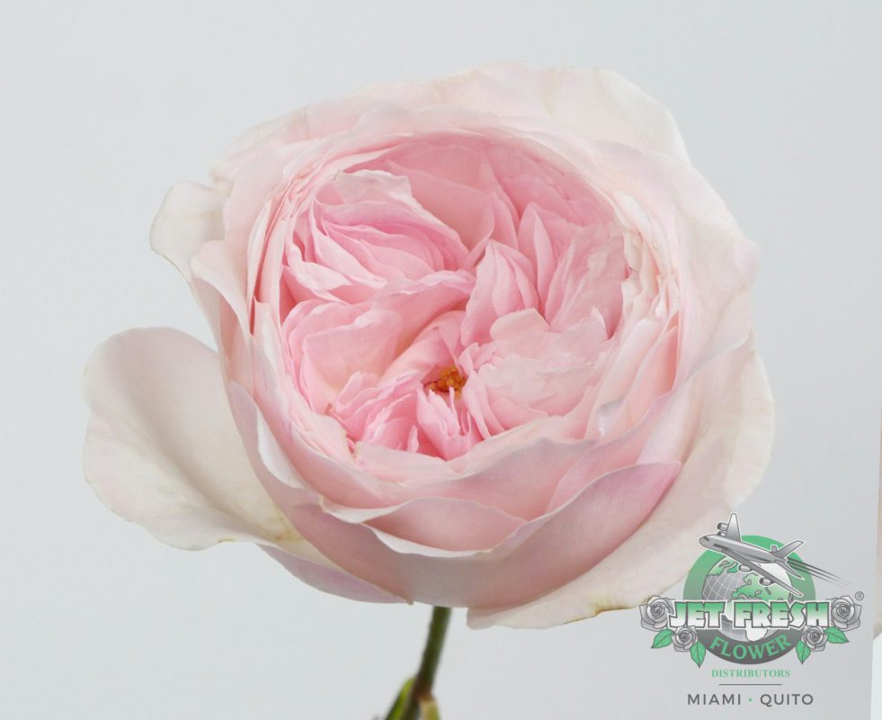 Jet Fresh Flower Distributors