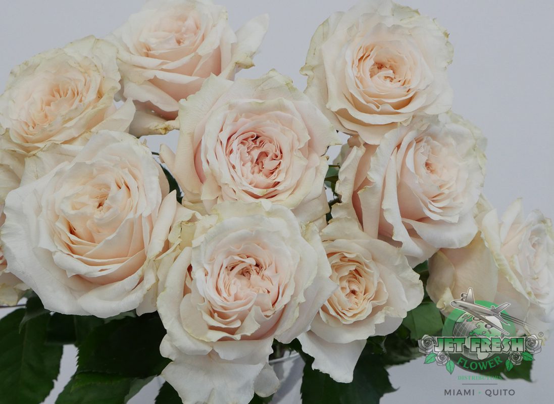 Jet Fresh Flower Distributors
