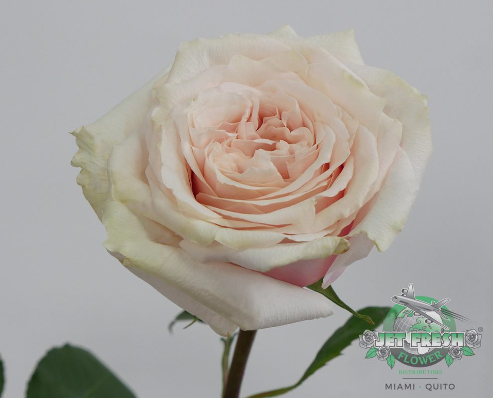 Jet Fresh Flower Distributors