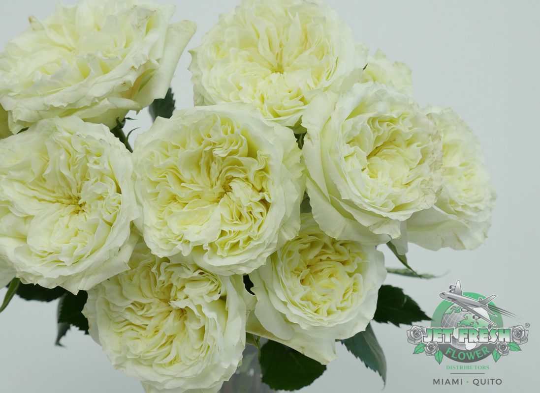 Jet Fresh Flower Distributors