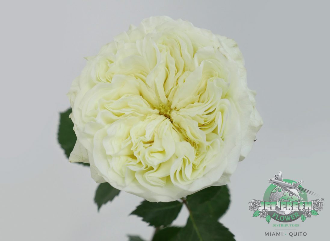 Jet Fresh Flower Distributors