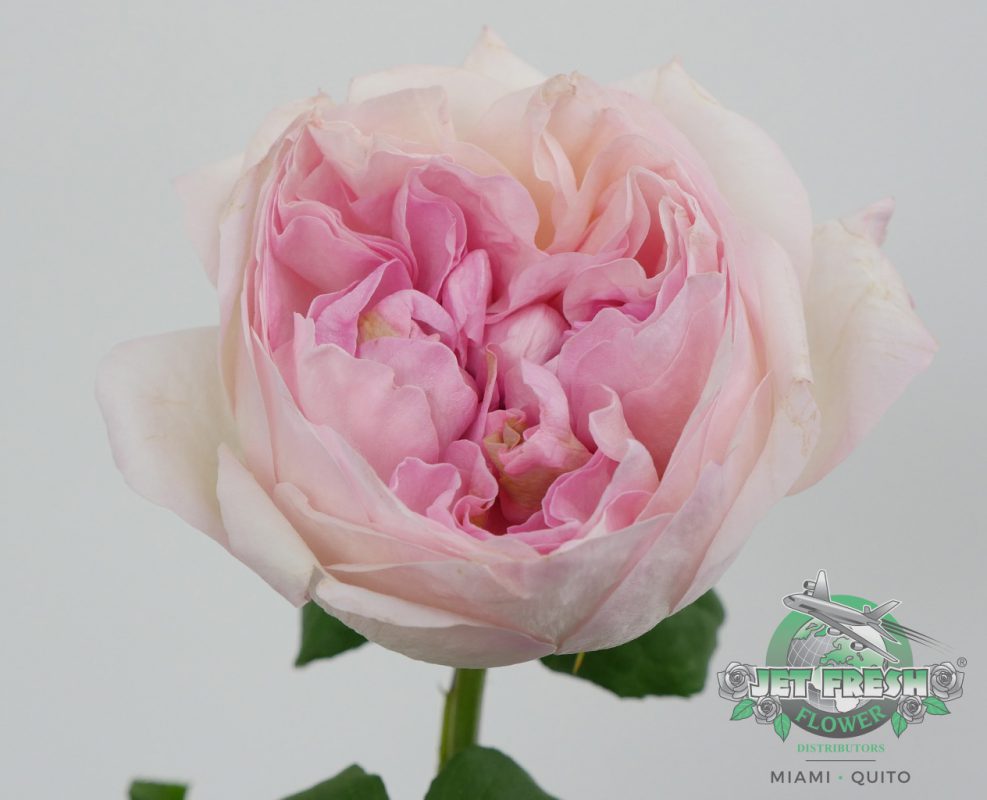 Jet Fresh Flower Distributors