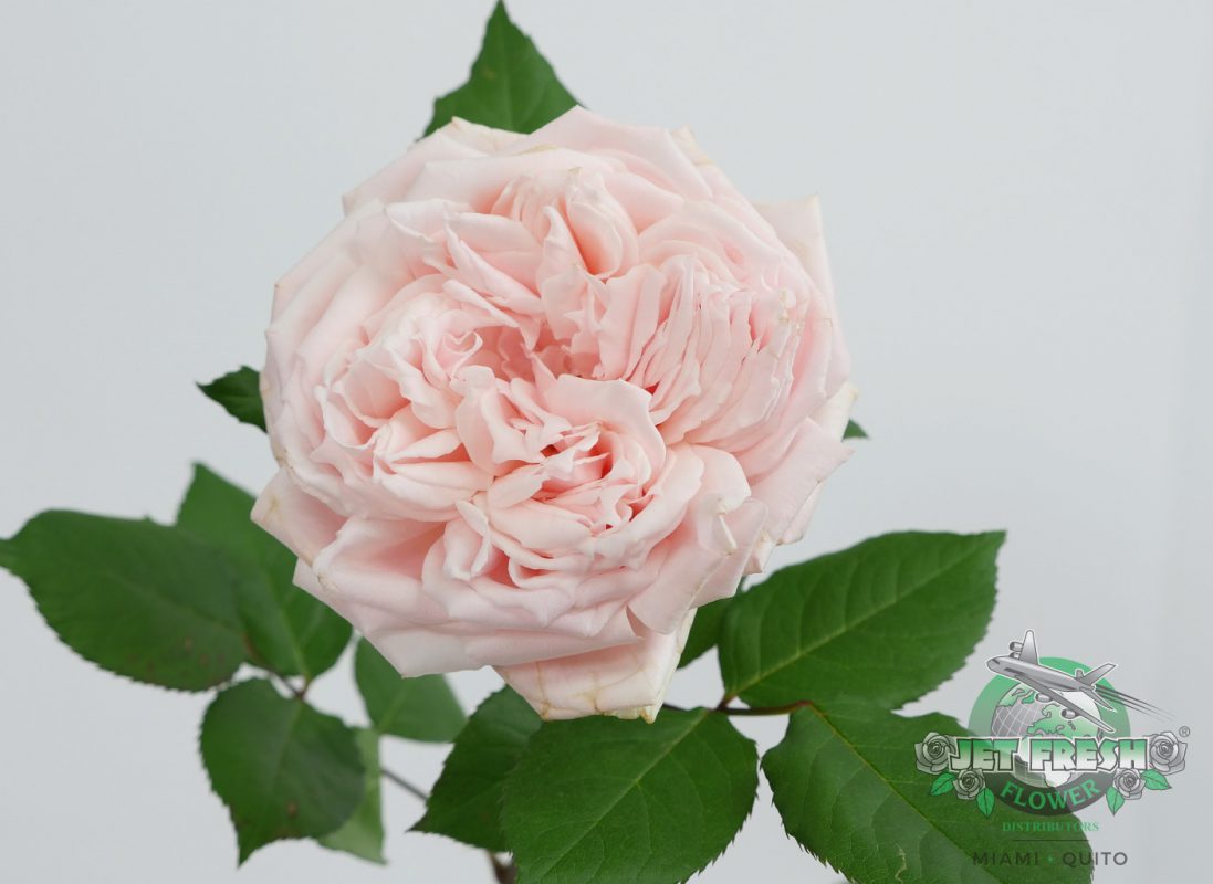 Jet Fresh Flower Distributors