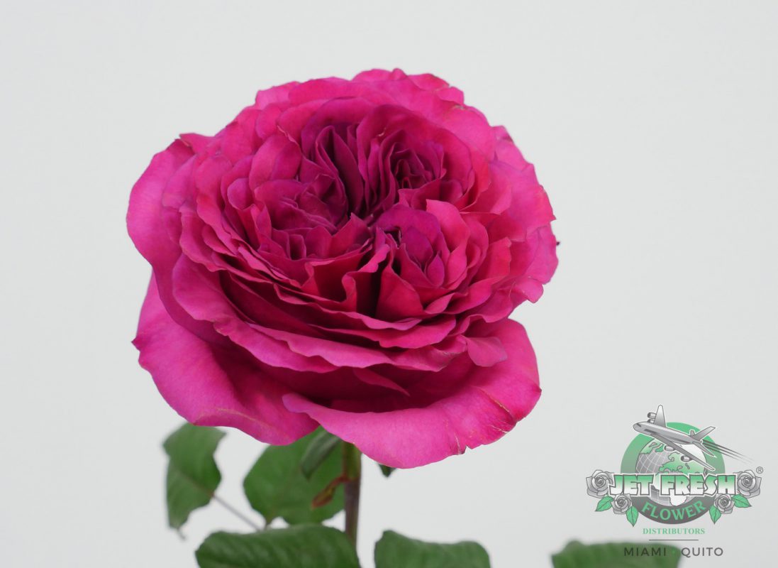 Jet Fresh Flower Distributors