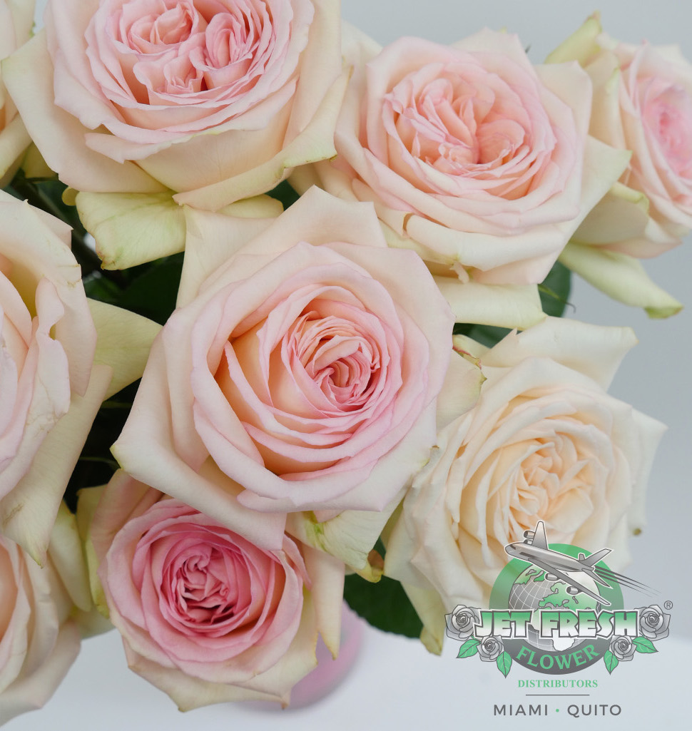 Alexandra Farms Garden Rose Sample Showcase