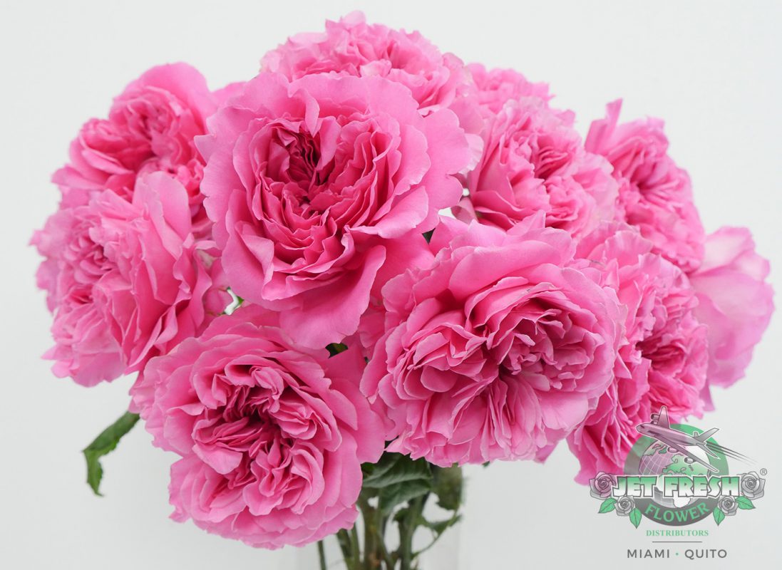 Jet Fresh Flower Distributors