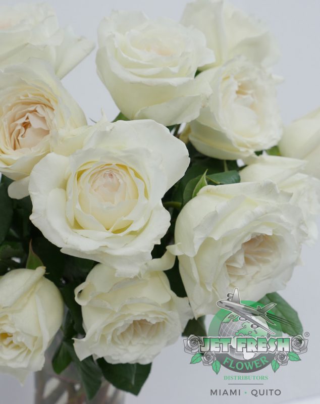 Jet Fresh Flower Distributors