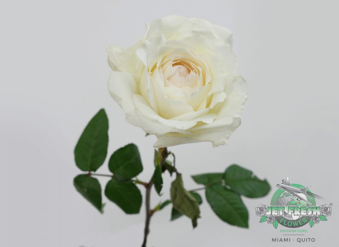 Jet Fresh Flower Distributors