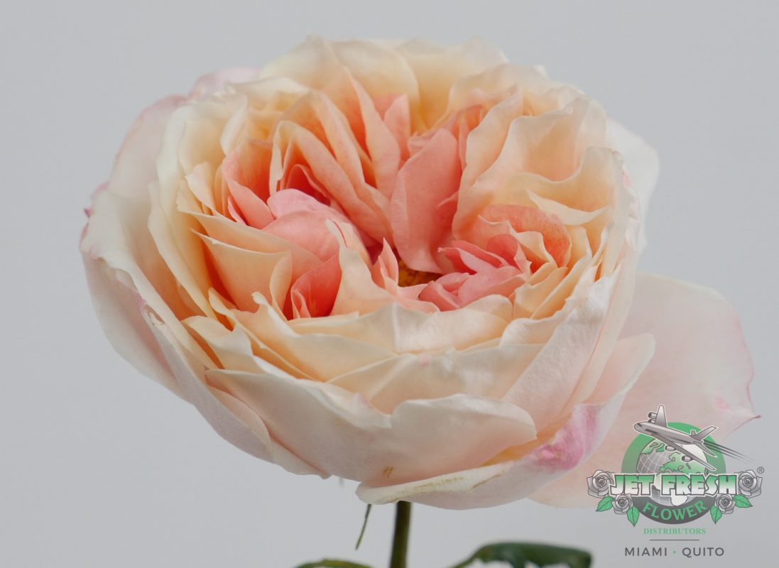 Jet Fresh Flower Distributors
