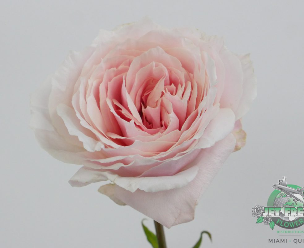 Jet Fresh Flower Distributors