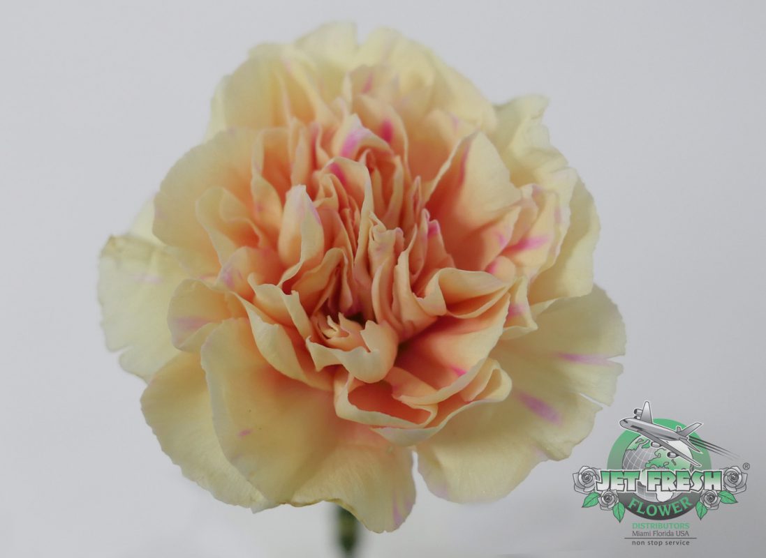 Jet Fresh Flower Distributors