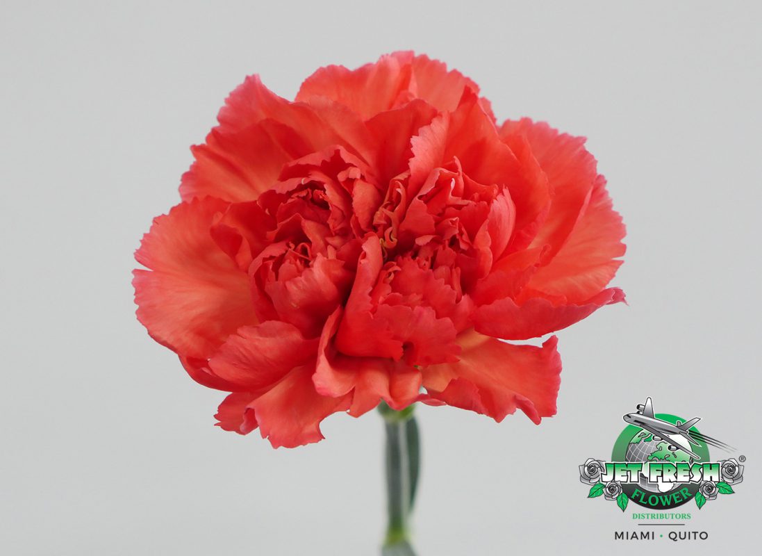 Jet Fresh Flower Distributors