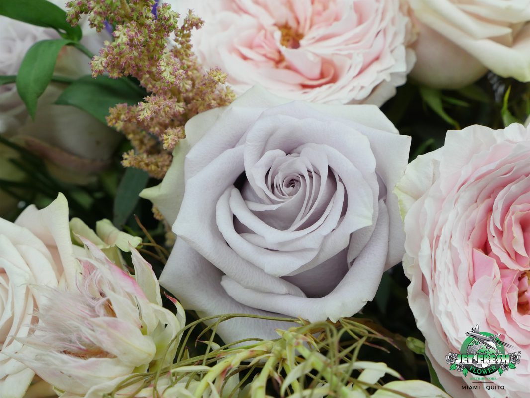 Jet Fresh Flower Distributors