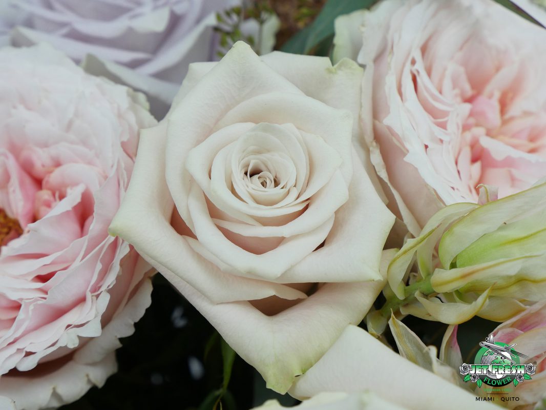 Jet Fresh Flower Distributors