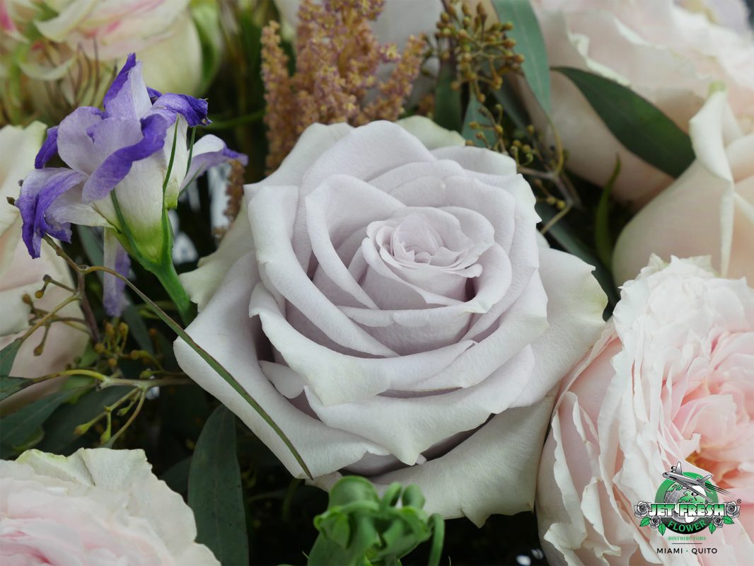 Jet Fresh Flower Distributors