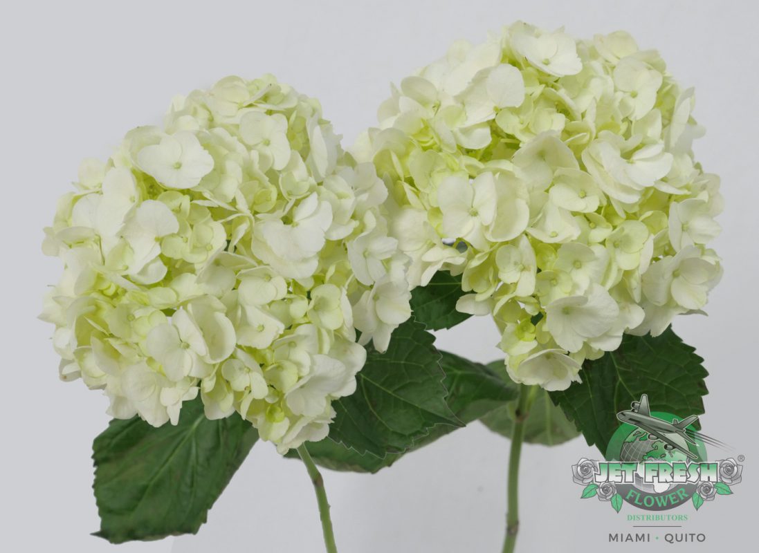 Jet Fresh Flower Distributors