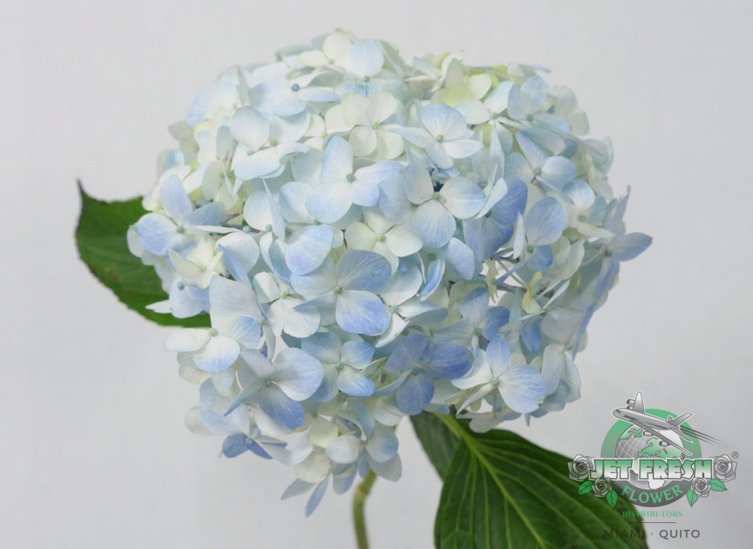 Jet Fresh Flower Distributors