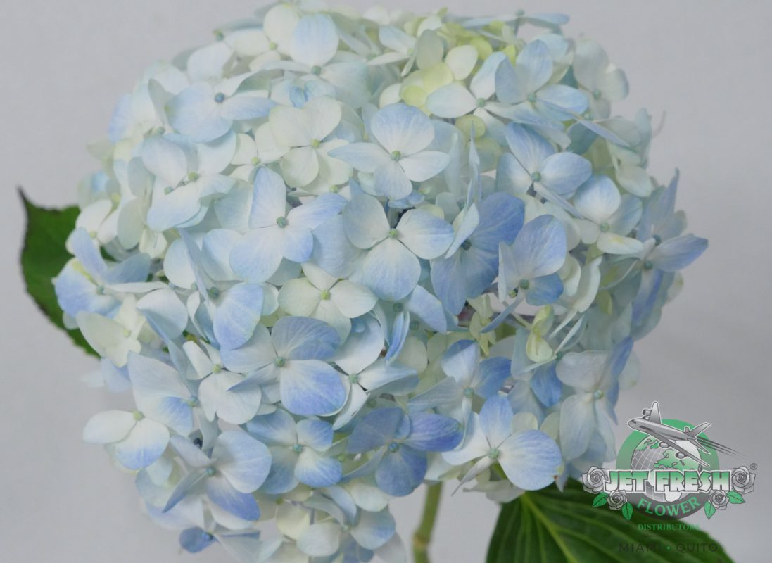Jet Fresh Flower Distributors