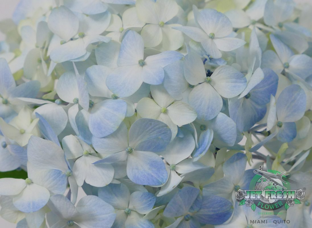 Jet Fresh Flower Distributors
