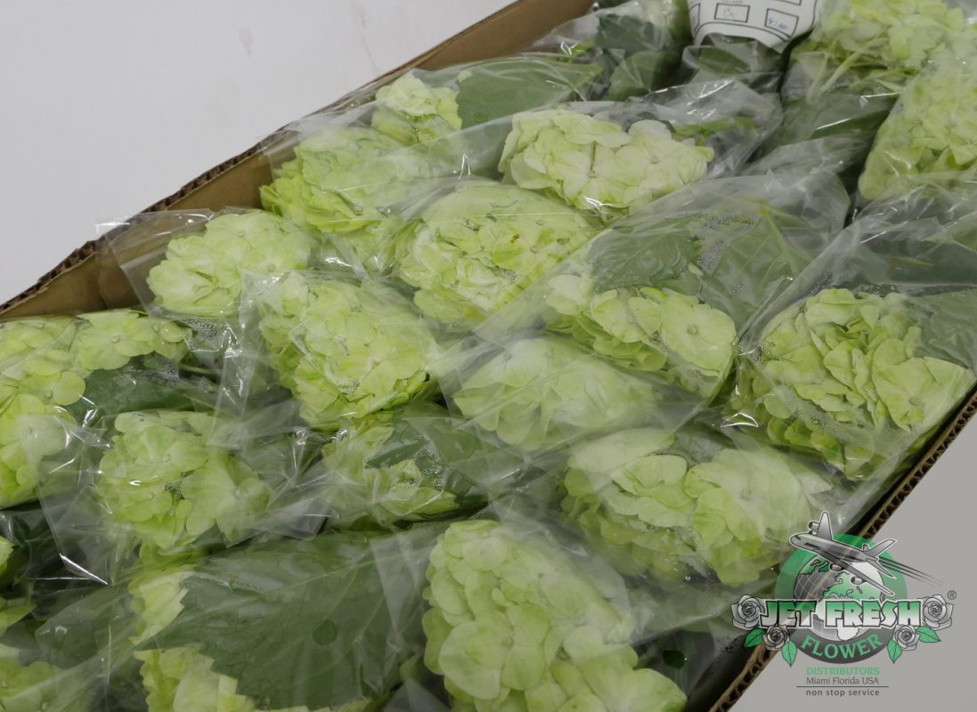 Jet Fresh Flower Distributors