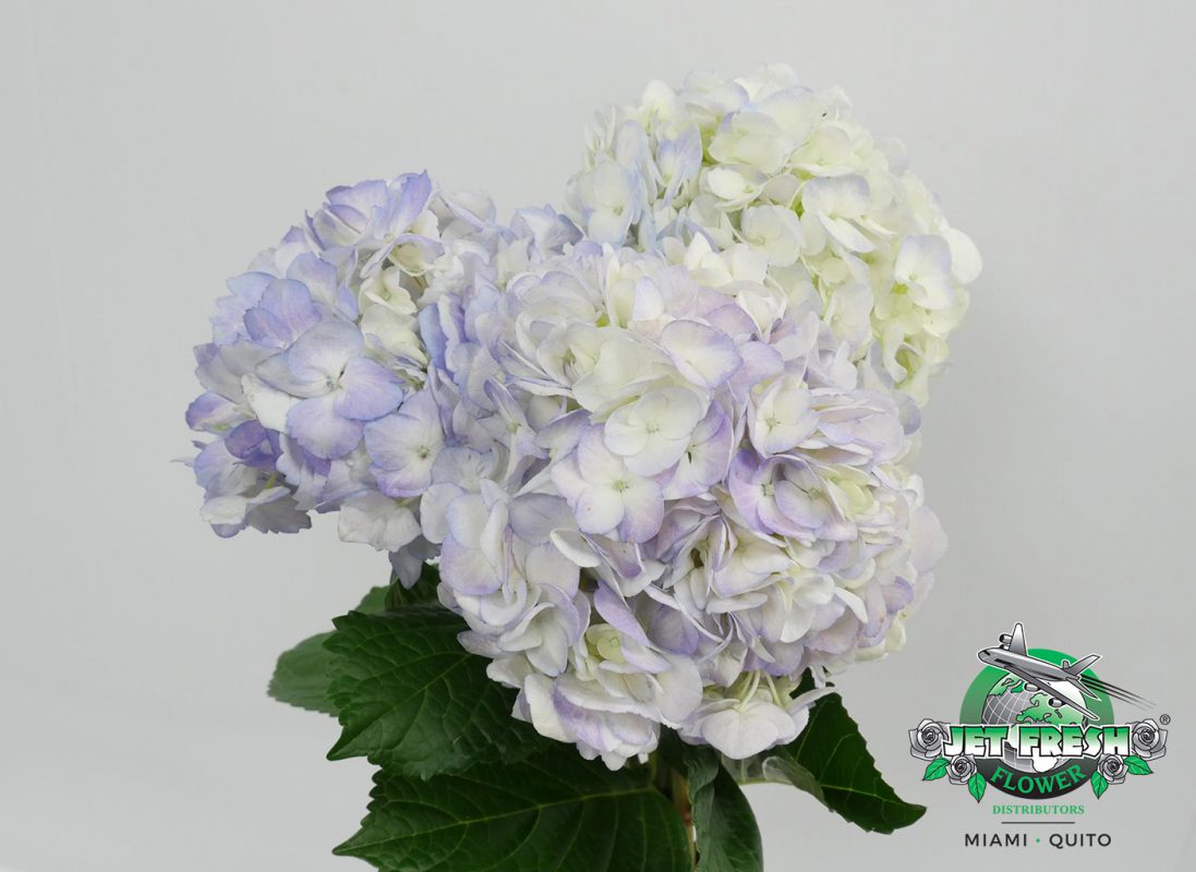 Jet Fresh Flower Distributors