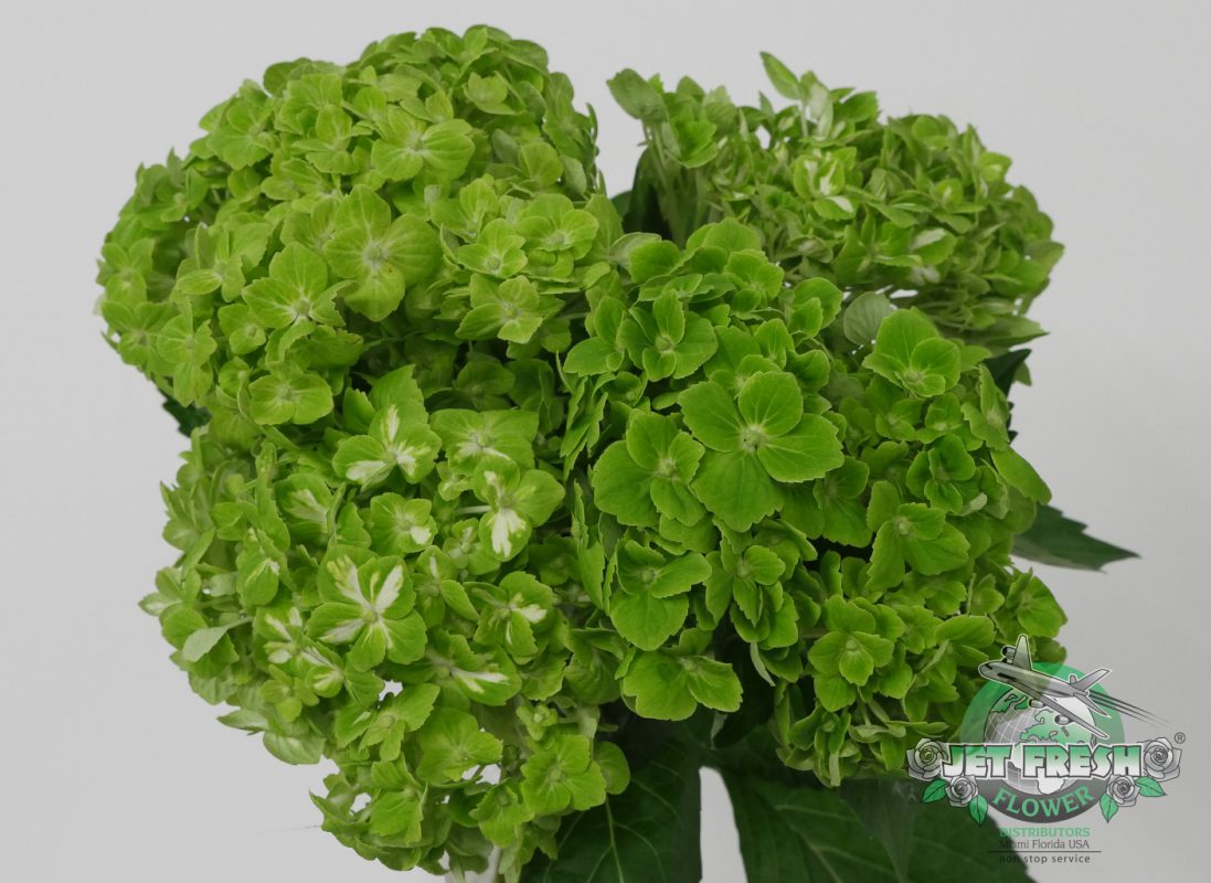 Jet Fresh Flower Distributors