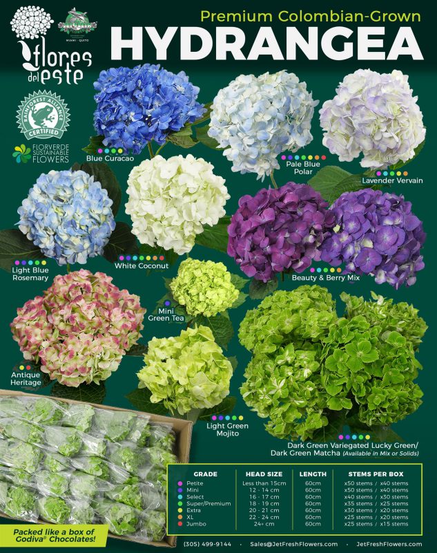 Jet Fresh Flower's New Variety Chart Flores del Este Hydrangea