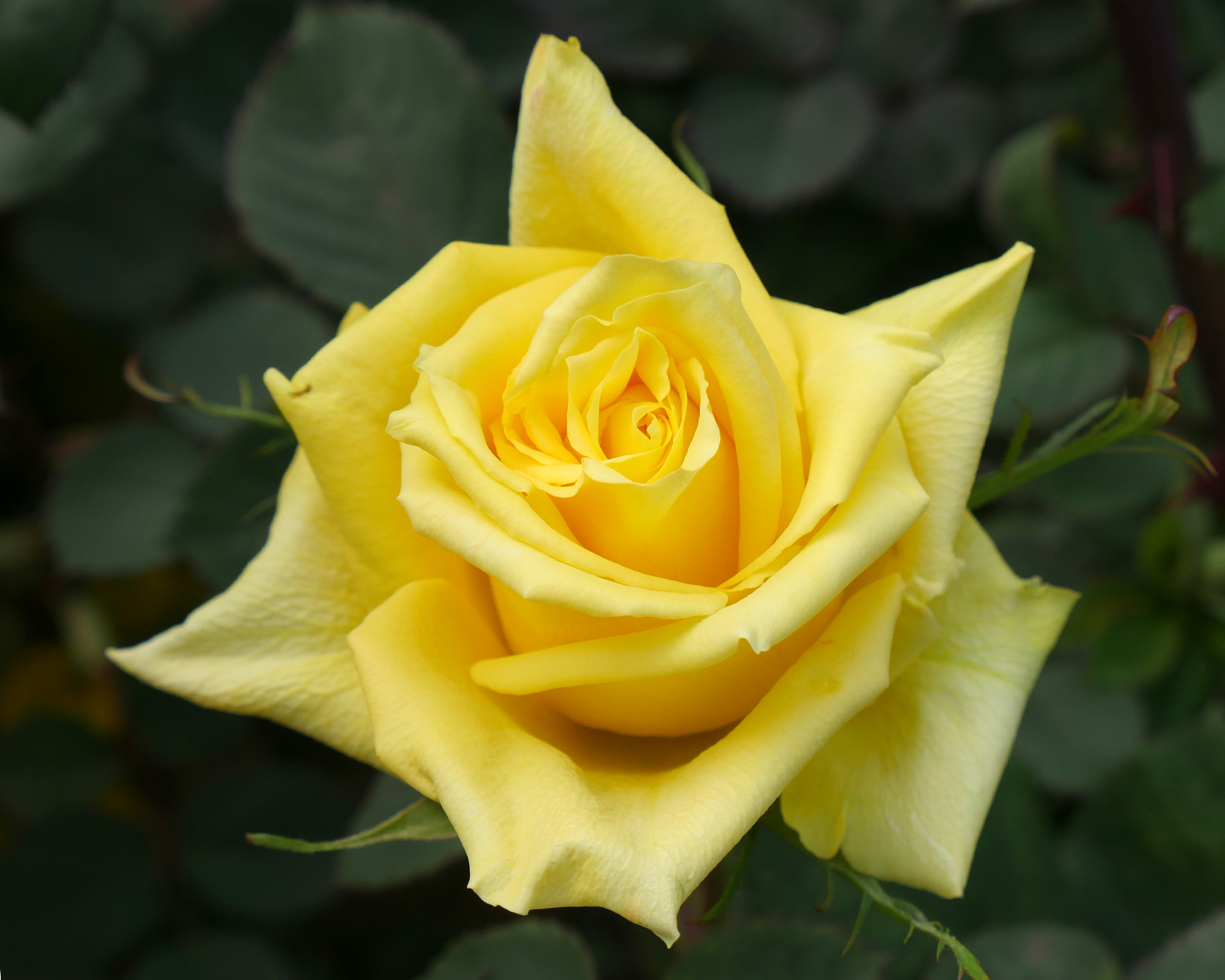 Jet Fresh Roses Jet Fresh Flower Growers Wholesale Roses Valentine's Day 2019