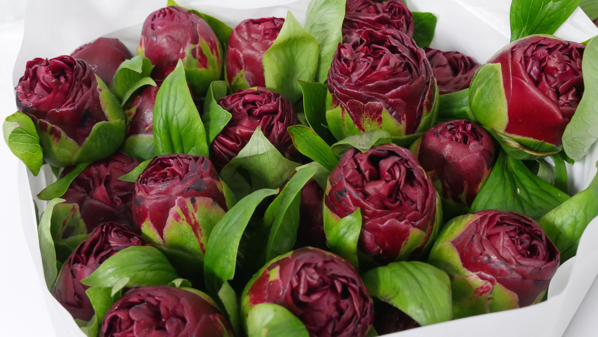 Jet Fresh Peonies FreshCut Wholesale Peonies Jet Fresh Flower Dist