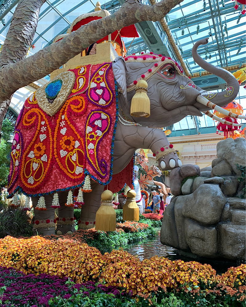 Bellagio Conservatory's Autumn 2019 Display “Indian Summer” Featuring  Preserved Roses - Jet Fresh Flower Distributors