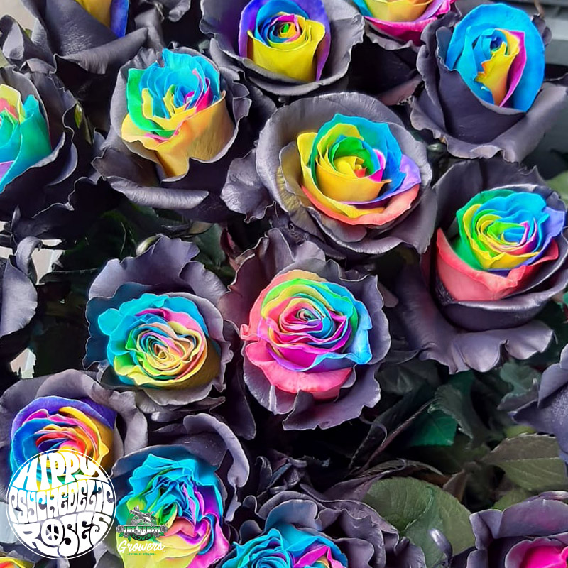 Hippy Psychedelic Rose Varieties - Jet Fresh Flower Distributors