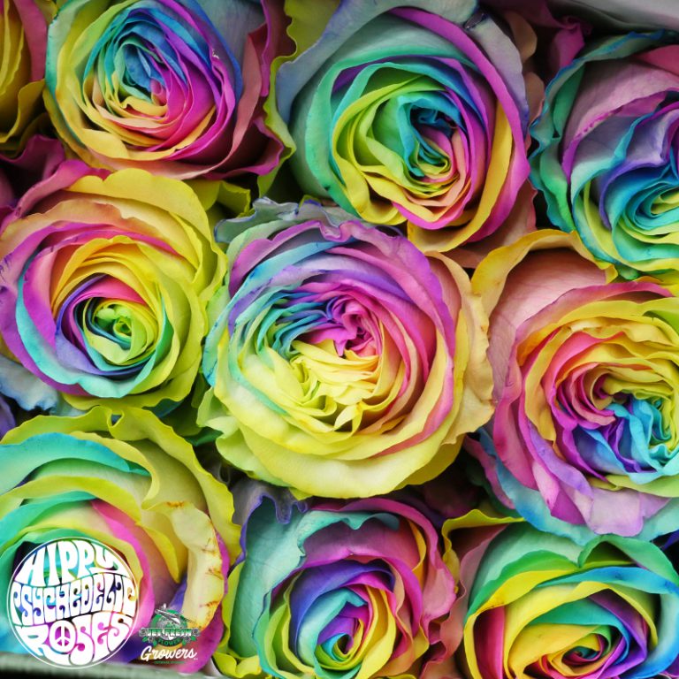 Psychedelic rose фиалка фото