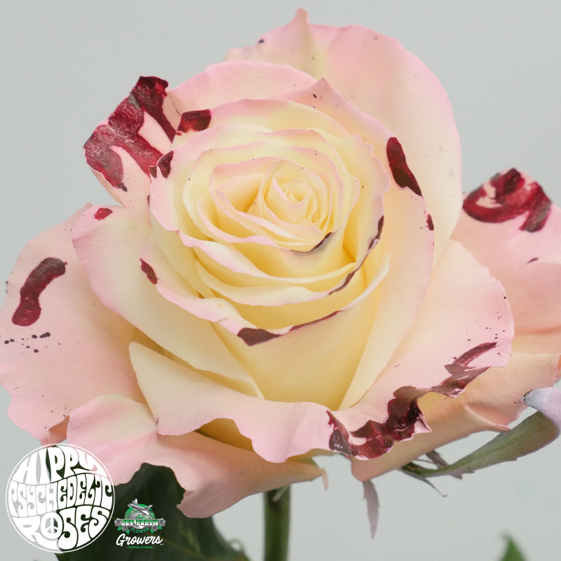 Hippy Psychedelic Rose Varieties Jet Fresh Flower Distributors