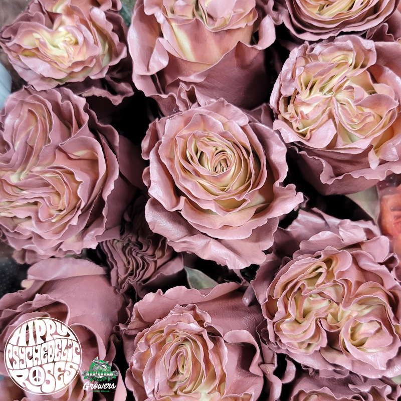 Dusty on sale rose flowers