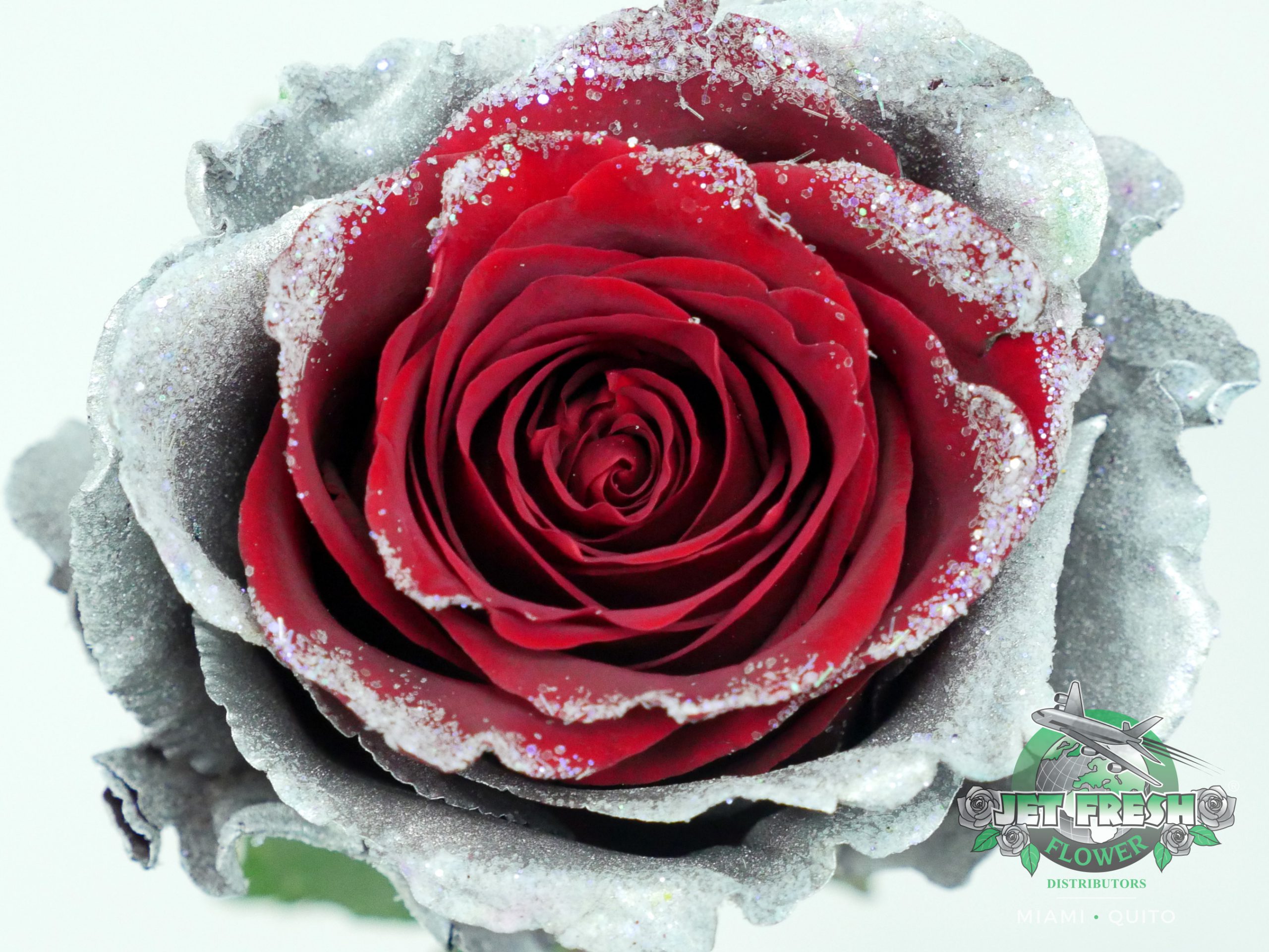 https://jetfreshflowers.com/wp-content/uploads/2020/11/JF_HippyPsychedelicRoses_Holiday_Collection_Red-SilverFrozenMallow_F-scaled.jpg