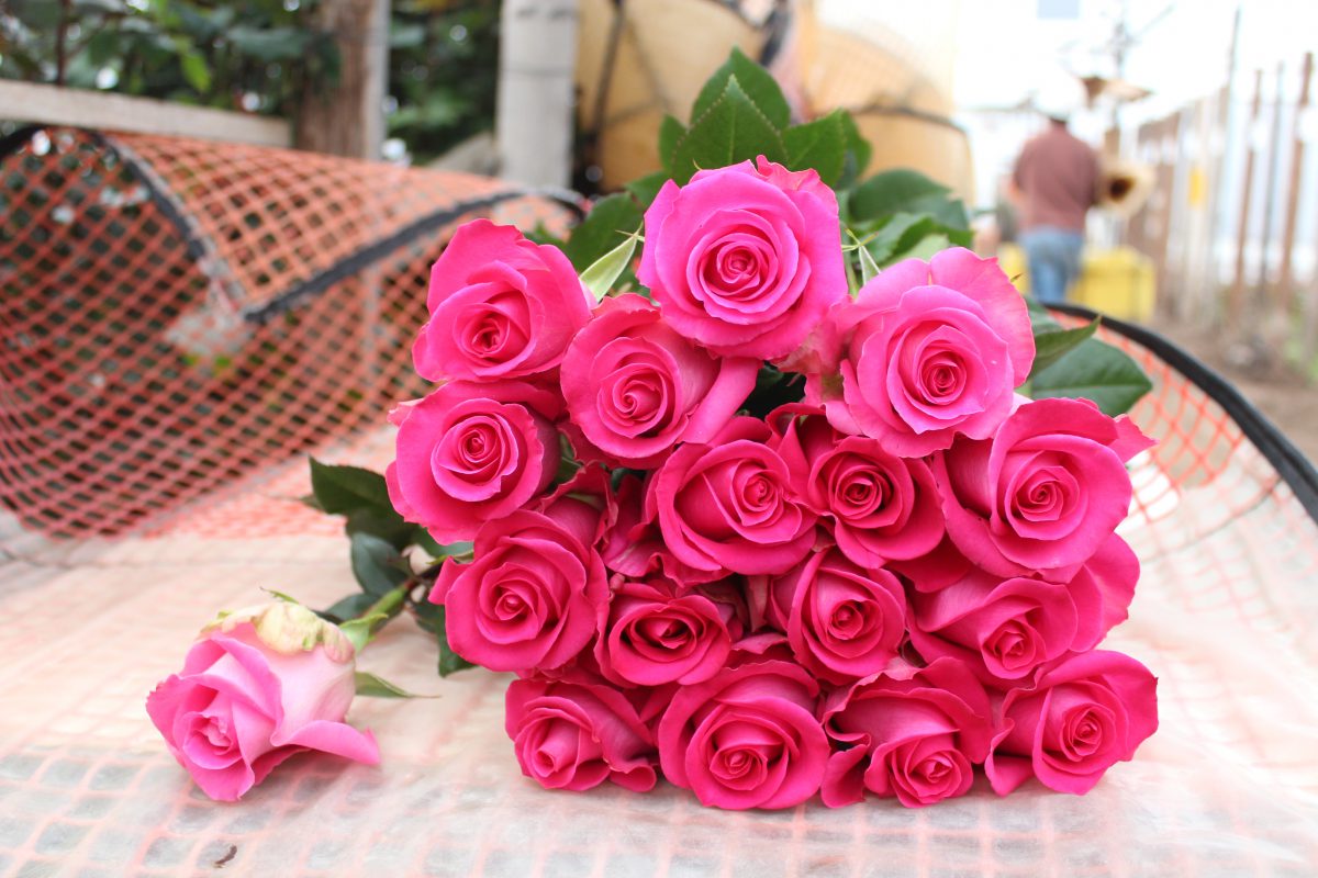 Jet Fresh Roses Jet Fresh Flower Growers 2021 Farm Showreel - Jet Fresh Flower Distributors