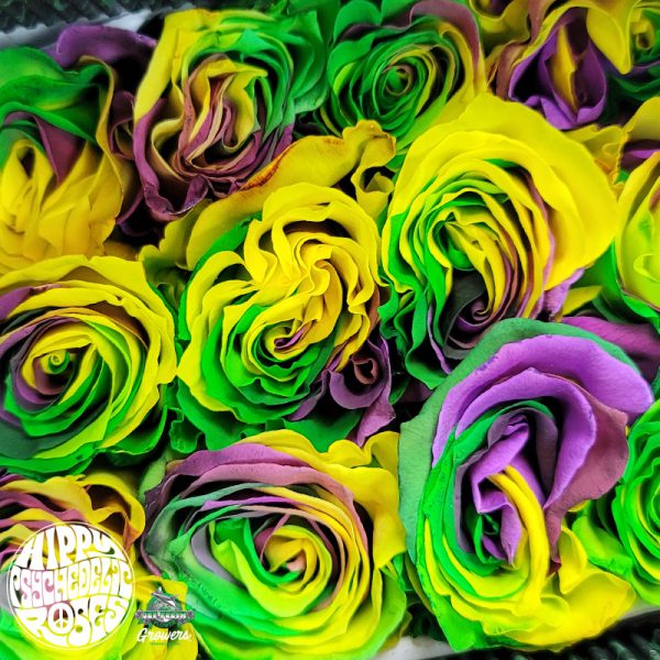 Psychedelic rose фиалка фото