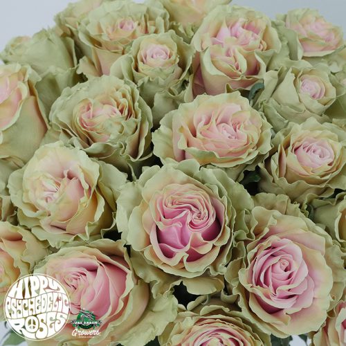 Jet Fresh Roses Squash - Jet Fresh Flower Distributors